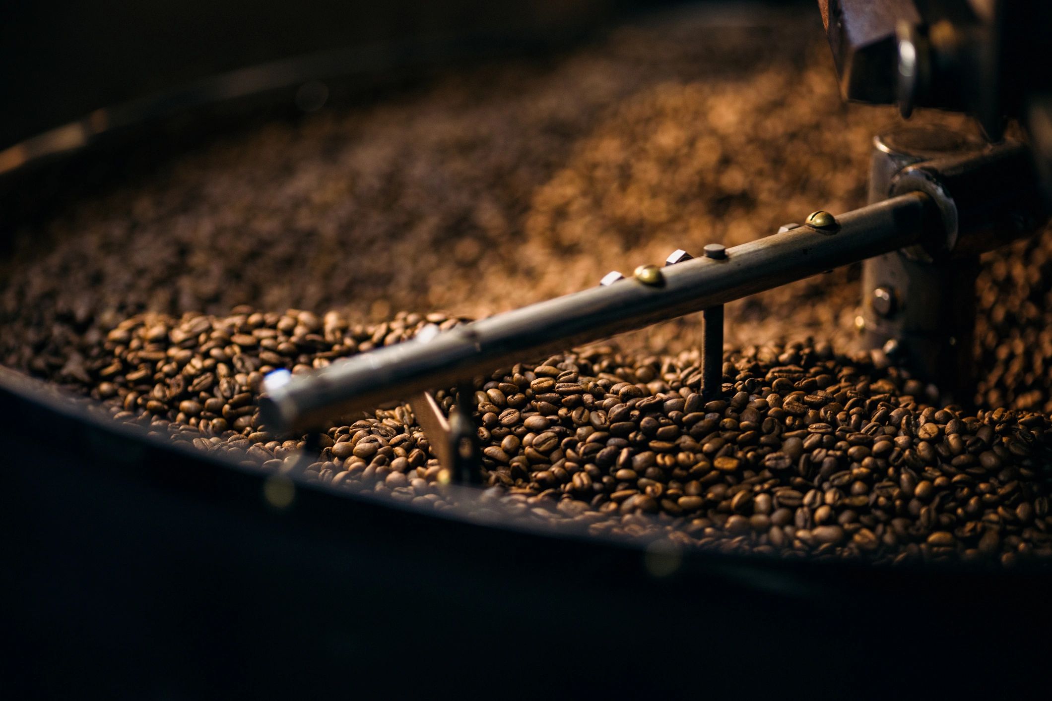 Coffee beans in a roaster cooling tray